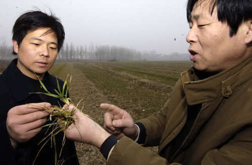 2月3日,陜西省涇惠渠管理局的黨永仁(右)與工作人員一起在田間查看旱情。新華社記者 陳鋼攝