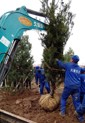 3月12日,工人用挖土機吊起樹苗準備栽種。 當日是植樹節(jié),西安市在建設(shè)中的唐大明宮遺址公園,種下桃樹、松樹等樹木400余株。根據(jù)公園植樹工程規(guī)劃,這里將種下一片“都市森林”,成為古城西安的“綠肺”。新華社記者 丁海濤 攝