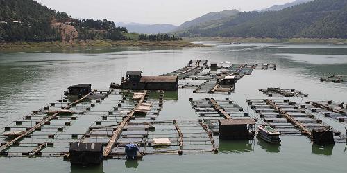 圖為7月23日拍攝的青川縣白龍湖上的網(wǎng)箱養(yǎng)魚。四川省青川縣山清水秀,全縣共有水面6.8萬多畝。該縣依托境內(nèi)優(yōu)質(zhì)水源,養(yǎng)殖銀魚、鱘魚等各類高附加值魚類,僅縣內(nèi)白龍湖一個地方一年的水產(chǎn)總量就達(dá)到1.1萬多噸,總產(chǎn)值2億多元。 新華社記者 陳燮 攝