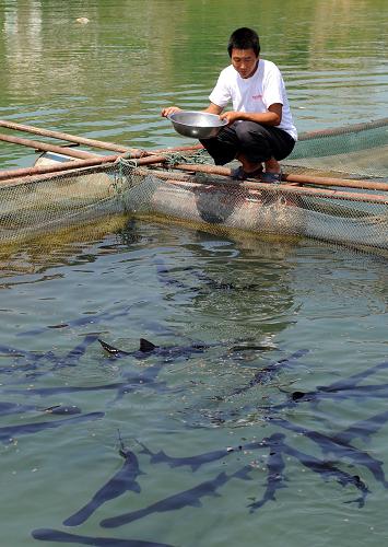 7月23日,青川縣白龍湖上,漁民正在喂養(yǎng)鴨嘴鱘魚。新華社記者 陳燮 攝