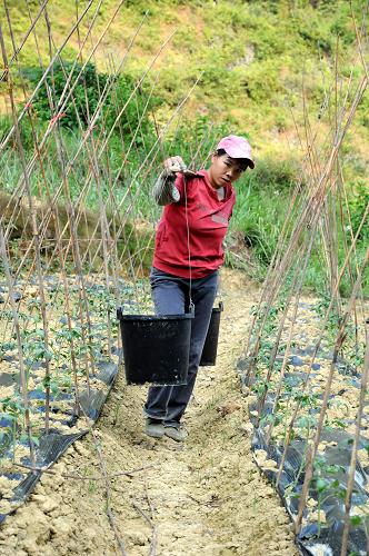 9月7日,廣西東蘭縣新煙村的盧鳳春挑水澆灌蕃茄苗。近兩個(gè)月的持續(xù)高溫少雨天氣,造成廣西東蘭縣大石山區(qū)農(nóng)作物受災(zāi)嚴(yán)重。面對(duì)日益嚴(yán)峻的抗旱形勢(shì),東蘭縣投入抗旱泵站18處,機(jī)動(dòng)抗旱設(shè)備318臺(tái),已澆灌農(nóng)田面積達(dá)4.02萬(wàn)畝。新華社發(fā)(劉廷智 攝)