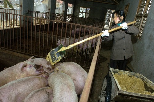 安徽定遠(yuǎn)縣紅心沛村PIC五元雜交種豬第一示范場(chǎng)的飼養(yǎng)員在投放豬飼料(12月24日攝)。 從2007年8月國(guó)家啟動(dòng)能繁母豬保險(xiǎn)和補(bǔ)貼制度后,安徽省定遠(yuǎn)縣成為安徽第一批試點(diǎn)地區(qū)率先施行。截至目前全縣能繁母豬投保數(shù)已達(dá)52206頭,基本實(shí)現(xiàn)應(yīng)保盡保。每頭能繁母豬50元的補(bǔ)貼也基本發(fā)放完畢。養(yǎng)殖戶的補(bǔ)欄積極性較高,截至目前,該縣商品豬出欄量130多萬頭,比去年同期的108萬余頭出欄量增加20%以上,能繁母豬也較去年的4萬多頭增加到6萬多頭。 新華社記者 陳曄華 攝