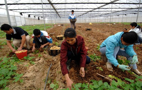 2月28日,農(nóng)業(yè)科技園區(qū)員工在收獲脫毒馬鈴薯微型種薯。從2007年11月開始在海南儋州國家農(nóng)業(yè)科技園進行的脫毒馬鈴薯微型種薯繁育試驗,獲得成功。種薯的產(chǎn)量比在北方冬季繁育提高60%以上,成本降低一半,每畝產(chǎn)量達到15萬粒。使用脫毒種薯種植的馬鈴薯產(chǎn)量和質(zhì)量可明顯提高,經(jīng)濟效益顯著?!⌒氯A社記者 姜恩宇 攝