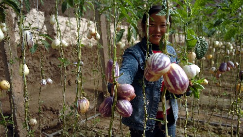 甘肅省武威市近年引種人參果獲得成功,農(nóng)民種植人參果畝收入可達(dá)到1.5萬元,成為農(nóng)民增收的“金果果”。人參果又名長生果、鳳果,原產(chǎn)南美洲,具有高蛋白、低脂肪、低糖的特點(diǎn)。 甘肅武威市古浪縣農(nóng)民采摘人參果(10月20日攝)。 新華社記者 連振祥 攝