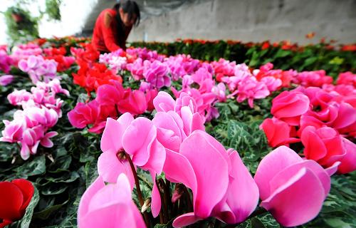 花卉市場(chǎng)內(nèi)的“仙客來(lái)”(11月24日攝)。東北地區(qū)大型冬季鮮花集市11月18日正式在長(zhǎng)春落戶,該鮮花集市占地8.7萬(wàn)平方米,建有87棟溫室,花卉品種包括特種進(jìn)口花卉361種、年宵花卉258種、觀葉植物419種、超大型植物147種。它的落成填補(bǔ)了東北三省至今沒(méi)有專(zhuān)業(yè)性、管理先進(jìn)的綜合性花卉集散基地的空白,也結(jié)束了東北地區(qū)冬季沒(méi)有大型花卉市場(chǎng)交易的歷史。 新華社記者 王昊飛 攝
