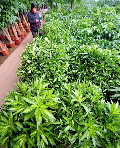 花卉市場(chǎng)綠植區(qū)的觀葉植物(11月24日攝)。 新華社記者 王昊飛 攝