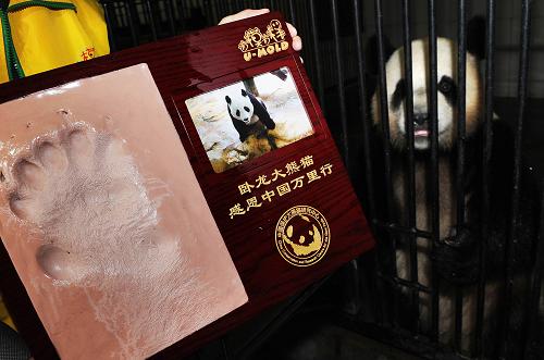 3月11日,工作人員在廣州長(zhǎng)隆大熊貓中心展示剛剛采集的臥龍大熊貓友友的腳印。 新華社記者 劉大偉 攝