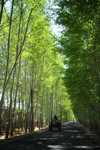 這是內(nèi)蒙古自治區(qū)赤峰市松山區(qū)夏家店鄉(xiāng)村公路(攝于2009年5月)。新華社記者 張領(lǐng)攝