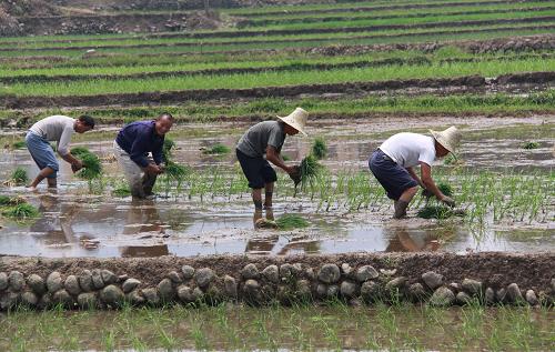 6月21日,江西銅鼓縣排埠鎮(zhèn)黃溪村的村組干部幫助受災村民插秧。6月17日至20日,江西省銅鼓縣連續(xù)遭遇兩輪大暴雨襲擊,造成大量農(nóng)田受淹、2000余間民房倒塌。災情發(fā)生后,當?shù)貐⑴c抗洪救災的黨員干部隊伍就地轉(zhuǎn)化為災后自救幫扶隊,帶領廣大群眾積極開展災后生產(chǎn)自救,恢復生產(chǎn)。新華社發(fā)(鄒海斌 攝)