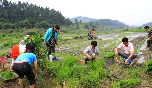 6月21日,江西省靖安縣雙溪鎮(zhèn)移民村農(nóng)民在拔秧苗準備補栽一季晚稻。新華社發(fā)(徐仲庭 攝)