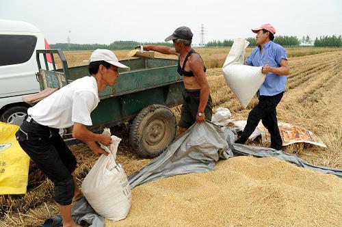 6月22日,即墨市龍泉街道辦事處村民在地里裝運收割的小麥。新華社記者李紫恒攝