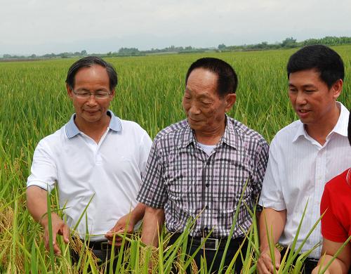雜交水稻育種專家袁隆平(中)在廣西崇左市寧明縣洞廊村的稻田里了解超級稻的長勢(7月29日攝)。 新華社發(fā)(喻湘泉 攝)