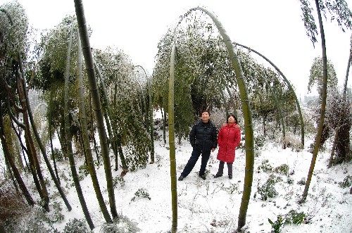 這是湖南寧鄉(xiāng)縣境內(nèi)一片因冰凍不堪重負而折腰的竹林(1月25日攝)。 新華社記者 龍弘濤 攝