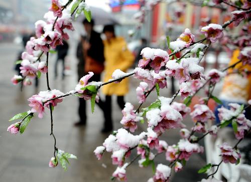 2月8日,太原市民從被積雪覆蓋的花枝前走過。當(dāng)日,山西省太原市降下立春之后的第一場(chǎng)雪。新華社記者 葉健 攝