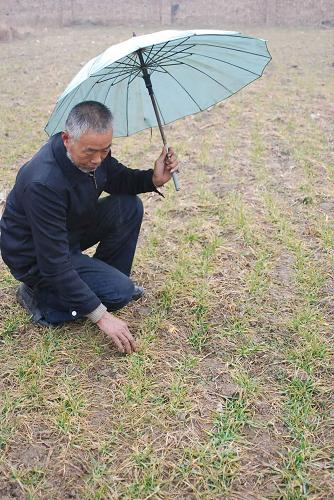 2月8日,山西運(yùn)城市新絳縣窯頭村一名農(nóng)民冒雨在地里查看小麥。2月7日至8日,山西省小麥主產(chǎn)區(qū)運(yùn)城市普降小到中雨,對(duì)緩解旱情起到了重要作用。當(dāng)?shù)貧庀蟛块T正抓住有利時(shí)機(jī)實(shí)施人工降雨。 新華社發(fā)(高新生 攝)