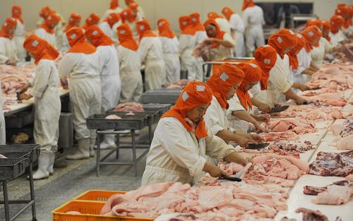 6月16日,四川金忠食品股份有限公司工人在豬肉分割車間工作。 新華社記者 江宏景 攝