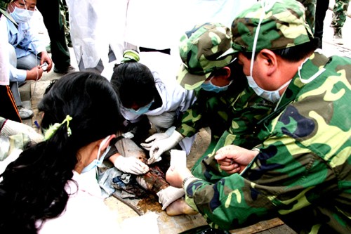 5月16日,中國人民解放軍第42醫(yī)院醫(yī)療隊醫(yī)護人員在救治重傷員。 中國人民解放軍第42醫(yī)院醫(yī)療隊在重災(zāi)區(qū)汶川映秀鎮(zhèn)開展醫(yī)療救援服務(wù)。 新華社特約記者 趙建偉 攝
