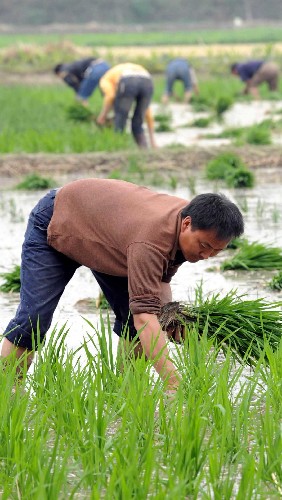 5月20日,在地震災(zāi)區(qū)四川省綿竹市孝德鎮(zhèn),當(dāng)?shù)厥転?zāi)群眾搶種秧苗。目前,四川地震災(zāi)區(qū)許多群眾積極生產(chǎn)自救,恢復(fù)家園。新華社記者 楊楹 攝