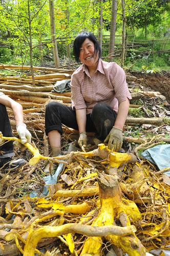 茶坪鄉(xiāng)千佛村村民王永翠在整理種植的中藥材黃柏(攝于4月21日)。四川省安縣茶坪鄉(xiāng)千佛村是汶川地震的重災(zāi)區(qū),在災(zāi)后重建的同時(shí),茶坪鄉(xiāng)千佛村加快經(jīng)濟(jì)建設(shè)步伐,在傳統(tǒng)農(nóng)業(yè)基礎(chǔ)上,大力發(fā)展養(yǎng)殖業(yè)、山林藥材種植業(yè)等項(xiàng)目,使村里的經(jīng)濟(jì)不斷恢復(fù)與發(fā)展,百姓收入也逐步提高。新華社記者 何俊昌 攝