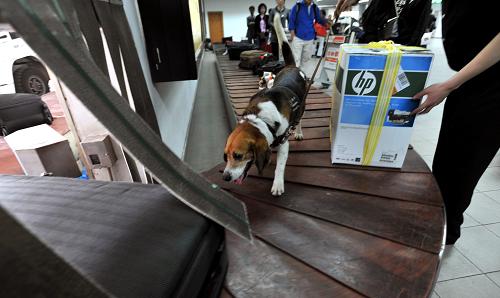 4月28日,在武漢天河機場,工作犬對入境旅客行李進行檢查。當日,湖北省武漢市天河機場啟動多項措施,包括全面加強出入境人員體溫監(jiān)測、醫(yī)學巡查和檢疫查驗等,防控豬流感。與此同時,機場密切關注疫情動態(tài),通過向旅客發(fā)放宣傳冊、利用電子顯示屏滾動播放有關公告、在航空器上播放檢驗檢疫須知等形式加大宣傳,增強旅客的自我防護意識。新華社發(fā)(周超 攝)