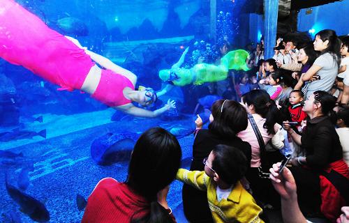 5月1日,“美人魚”在福州左海公園海底世界閃亮登場。當日,福州左海公園海底世界推出全新表演項目——“美人魚”表演。兩條身姿婀娜的“美人魚”擺動著飄逸的“尾巴”,為福州市民表演。新華社記者 魏培全 攝