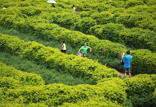 5月1日,在廣西南寧市花花世界景區(qū),人們在享受親近自然的快樂。“五一”期間,厭倦了都市喧囂的人們紛紛走進戶外,在花草樹木中盡享大自然帶來的快樂。新華社記者 周華 攝