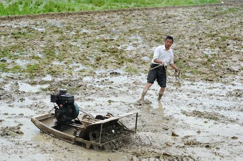 5月5日,湖南常德市漢壽縣農(nóng)民在田間使用農(nóng)機(jī)作業(yè)。連日來,湖南省農(nóng)業(yè)部門積極抓好以早稻生產(chǎn)為重點(diǎn)的春收農(nóng)作物田間管理工作,以確保春季作物豐收。目前,全省早稻春耕生產(chǎn)基本完成,拋秧早稻開始轉(zhuǎn)青。 新華社記者 龍弘濤 攝