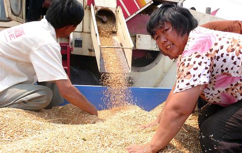 6月5日,山東聊城莘縣大張家鎮(zhèn)前倉(cāng)村農(nóng)民用三輪車接收割機(jī)打下的新麥子。 山東是我國(guó)的糧食大省,小麥種植面積僅次于河南,播種面積達(dá)5300多萬(wàn)畝,今年“三夏”小麥機(jī)收工作目前已全面展開(kāi)。據(jù)預(yù)測(cè),今年山東小麥整體長(zhǎng)勢(shì)良好,大部分地市將呈現(xiàn)增產(chǎn)的趨勢(shì)。 新華社發(fā)(張憲舉 攝)