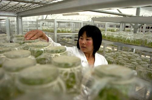6月23日,甘肅渭河源馬鈴薯種業(yè)公司科技人員趙衛(wèi)琴在觀察瓶苗生長(zhǎng)情況。甘肅省在中央財(cái)政的大力扶持下積極發(fā)展現(xiàn)代農(nóng)業(yè),2008年中央財(cái)政補(bǔ)助甘肅1.25億元,進(jìn)行馬鈴薯脫毒種薯繁育和玉米全膜雙壟溝播技術(shù)推廣,使該省增產(chǎn)糧食41.6萬(wàn)噸,種植玉米農(nóng)民畝凈增收入達(dá)380元。2009年中央財(cái)政將繼續(xù)補(bǔ)助1.95億元扶持甘肅農(nóng)業(yè)發(fā)展。新華社記者連振祥攝