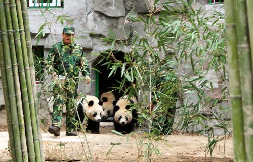 9月16日,3只大熊貓在飼養(yǎng)員的帶領(lǐng)下走出秦嶺大熊貓野化培訓(xùn)基地住室。9月16日,陜西省珍稀野生動物搶救飼養(yǎng)研究中心設(shè)立的秦嶺大熊貓野化培訓(xùn)基地在陜西省佛坪縣落成,秦嶺大熊貓野化培訓(xùn)實驗研究正式啟動。陜西省珍稀野生動物搶救飼養(yǎng)研究中心精心選定的兩雌一雄共3只圈養(yǎng)大熊貓已入住秦嶺大熊貓野化培訓(xùn)基地,這3只大熊貓正處于最適合野化培訓(xùn)的年齡段,將在完全模擬自然生存的環(huán)境中開始全新的生活。新華社發(fā)(吳燕峰 攝)