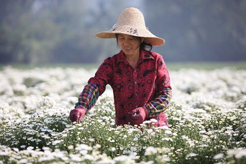 10月4日,休寧縣海陽鎮(zhèn)鹽鋪村農(nóng)民在采收黃山貢菊。眼下,安徽休寧縣2萬多畝黃山貢菊花陸續(xù)進入秋季采收期,菊農(nóng)們趁著秋高氣爽的好天氣抓緊采收。由于今年休寧雨水適宜、陽光充沛,黃山貢菊畝產(chǎn)干花可達200公斤。新華社發(fā)(倪受兵 攝)