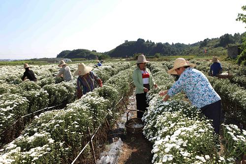 10月4日,休寧縣海陽鎮(zhèn)鹽鋪村農(nóng)民在采收黃山貢菊。眼下,安徽休寧縣2萬多畝黃山貢菊花陸續(xù)進入秋季采收期,菊農(nóng)們趁著秋高氣爽的好天氣抓緊采收。由于今年休寧雨水適宜、陽光充沛,黃山貢菊畝產(chǎn)干花可達200公斤。新華社發(fā)(倪受兵 攝)