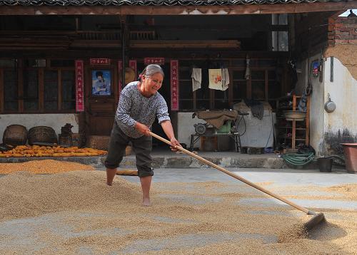 村民楊祖芹在晾曬秋糧(10月16日攝)。位于云嶺高原深處的云南省保山市昌寧縣田園鎮(zhèn)三甲村,是一個典型的山區(qū)貧困村。2008年,該村開始啟動一系列攻堅脫貧項目,采取農戶自籌、政府投入、社會捐資、整合扶貧資金等方式,投入1200多萬元,改造村容村貌,興修水利、改善交通、打造桑田并興建文化教育設施。目前,已經(jīng)完成灌溉、道路、燈光、飲水、桑田、蠶房、文化設施和庭院建設等工程項目,村容村貌大幅改觀,農民生活環(huán)境及生活質量明顯提高。新華社記者 陳海寧 攝