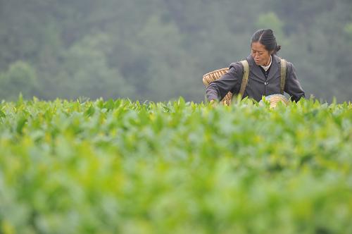5月12日,采茶工人在貴陽(yáng)市開(kāi)陽(yáng)縣禾豐鄉(xiāng)馬頭村的百花茶場(chǎng)內(nèi)采茶。受持續(xù)旱情影響,貴陽(yáng)市開(kāi)陽(yáng)縣茶產(chǎn)業(yè)減產(chǎn)約20%,綠茶生長(zhǎng)周期后延20余天。5月以來(lái),連續(xù)的幾場(chǎng)大雨緩解了當(dāng)?shù)氐暮登?,茶農(nóng)也抓緊機(jī)會(huì)搶采新茶,將經(jīng)濟(jì)損失降到最低。新華社記者 歐東衢 攝