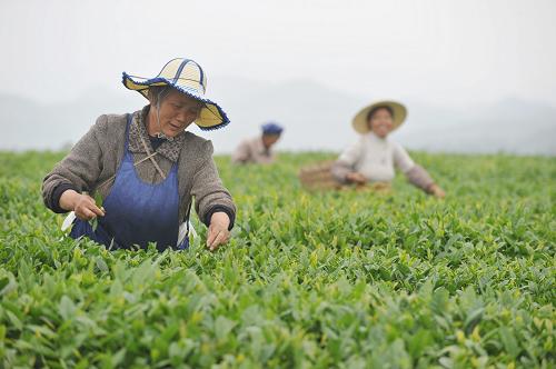 5月12日,采茶工人在貴陽(yáng)市開(kāi)陽(yáng)縣禾豐鄉(xiāng)馬頭村的百花茶場(chǎng)內(nèi)采茶。受持續(xù)旱情影響,貴陽(yáng)市開(kāi)陽(yáng)縣茶產(chǎn)業(yè)減產(chǎn)約20%,綠茶生長(zhǎng)周期后延20余天。5月以來(lái),連續(xù)的幾場(chǎng)大雨緩解了當(dāng)?shù)氐暮登椋柁r(nóng)也抓緊機(jī)會(huì)搶采新茶,將經(jīng)濟(jì)損失降到最低。新華社記者 歐東衢 攝