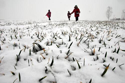 2月28日,河南省焦作市溫縣訾楊門村農民冒雪在麥田里施肥。新華社發(fā)(徐宏星 攝)