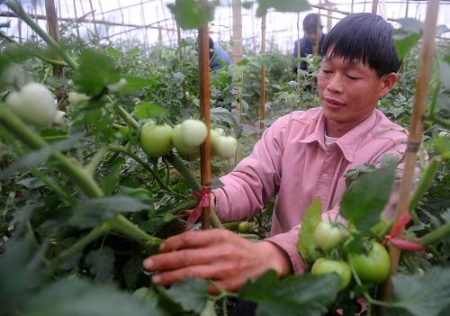 12月17日,天九鎮(zhèn)天花村各布蔬菜基地的菜農(nóng)在管理西紅柿。近年來,江西省定南縣天九鎮(zhèn)扶持當(dāng)?shù)剞r(nóng)民種植無公害和反季節(jié)蔬菜,并組織成立了各類蔬菜專業(yè)合作社,對社員進(jìn)行種植技術(shù)培訓(xùn),提高農(nóng)戶的生產(chǎn)技術(shù)水平。目前,天九鎮(zhèn)蔬菜種植面積已達(dá)到2000多畝,產(chǎn)值800余萬元。新華社記者周科攝
