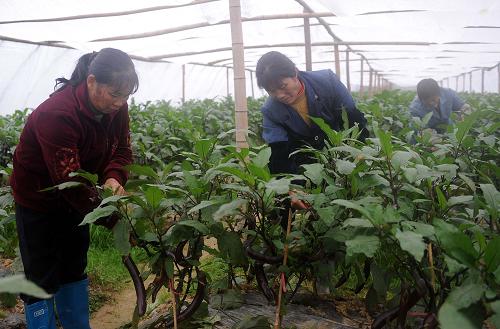 12月17日,天九鎮(zhèn)天花村各布蔬菜基地的菜農(nóng)在管理茄子。新華社記者周科攝