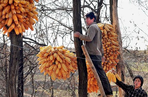 這是河南省嵩縣大章鄉(xiāng)龍河村的村民正在晾曬玉米(12月4日攝)。新華社記者 王頌 攝