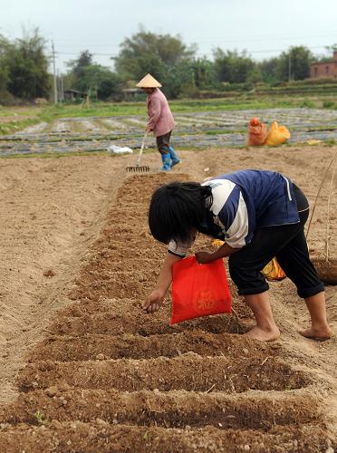 3月6日,廣西欽州市康熙嶺鎮(zhèn)一母女倆在田間趕播搶種。新華社記者張愛林攝