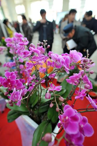 3月6日,農(nóng)民在農(nóng)交會花卉苗木展區(qū)觀看花卉產(chǎn)品。