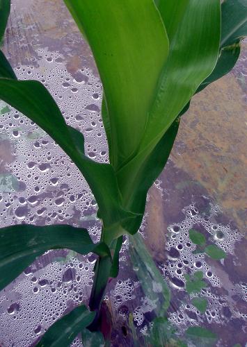 廣西巴馬縣鳳凰鎮(zhèn)用覆蓋薄膜技術(shù)種植的玉米水分充足(4月1日攝)。新華社發(fā) (張明沛 攝)