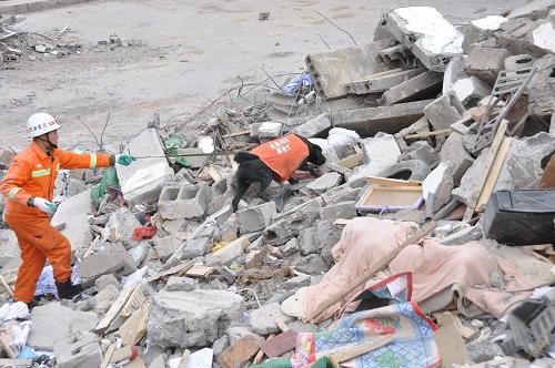 4月16日,消防官兵攜帶搜救犬在青海玉樹地震災(zāi)區(qū)一處救援現(xiàn)場全力搜尋幸存者。新華社發(fā)(張曉理 攝)