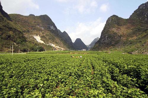 廣西鳳山縣鳳城鎮(zhèn)拉仁村田壩上一片春意盎然的景象(4月21日攝)。自4月上旬以來,廣西多數地區(qū)陸續(xù)出現降雨,大大緩解了此前出現的嚴重旱情。目前,廣西旱區(qū)春耕生產逐步恢復正常,田間地頭一派春意盎然的景象。新華社發(fā)(周恩革 攝)