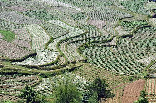 廣西靖西縣地州鄉(xiāng)魯利村的田間景色(4月21日攝)。新華社發(fā)(趙京武 攝)