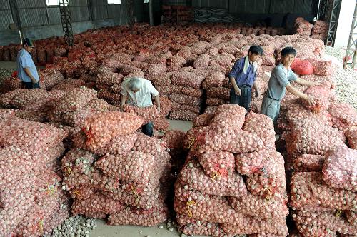 6月1日,蒜商在整理收購來的鮮大蒜。新華社記者 范長國 攝