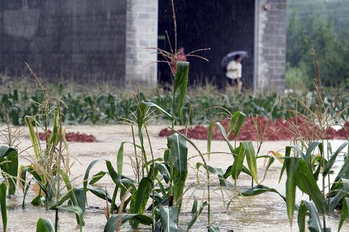 廣西都安縣強(qiáng)降雨造成農(nóng)作物受災(zāi)(6月1日攝)。新華社發(fā)(莫限濤 攝)