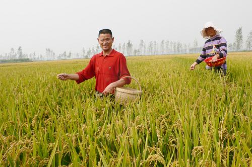 10月7日,河南省開封縣杜良鄉(xiāng)三郭砦村農(nóng)民在稻田里撒播小麥。