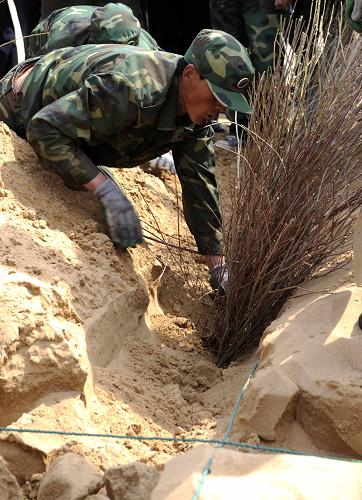 5月1日,兩名治沙造林隊(duì)員在京津沙源治理區(qū)內(nèi)蒙古渾善達(dá)克沙地中栽植沙障。“五一”國(guó)際勞動(dòng)節(jié)期間,在內(nèi)蒙古高原重點(diǎn)工程建設(shè)一線,各族各界群眾堅(jiān)守崗位,以默默無(wú)聞的工作為節(jié)日添彩。新華社記者 張領(lǐng) 攝