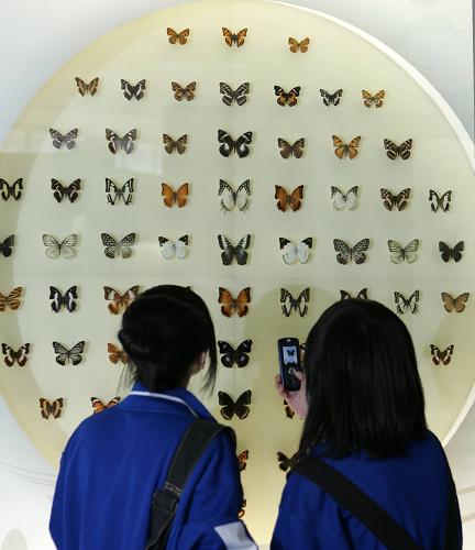 5月17日,兩名學(xué)生在國家動物博物館內(nèi)用手機(jī)拍攝蝴蝶標(biāo)本。新華社發(fā)(趙冰 攝)